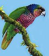 Sisserou Parrot - unique to Dominica