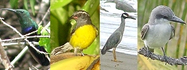 local birds - Green throated humming bird, bananaquit, yellow crowned night heron, grey kingbird