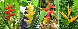 many varieties of heliconia grow wild throughout Dominica