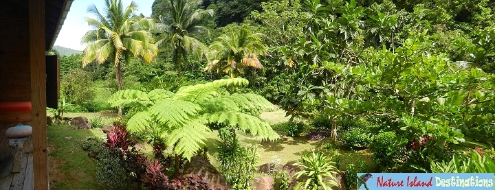 BananaLama cottage garden from lounge deck