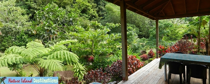 BananaLama cottage garden from lounge deck
