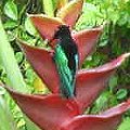 Purple
                            throated hummingbird