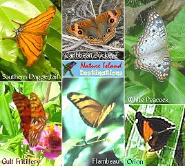 some of Dominica's most common butterflies