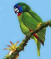 Jacquot Parrot - unique to Dominica